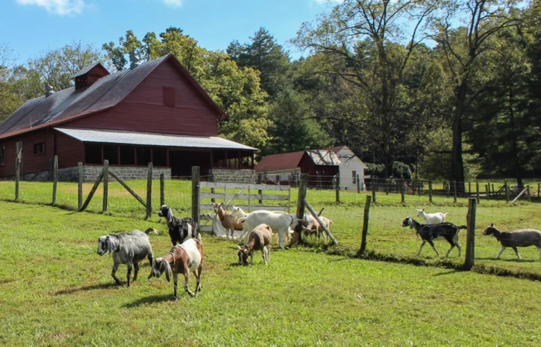 CARL_goats